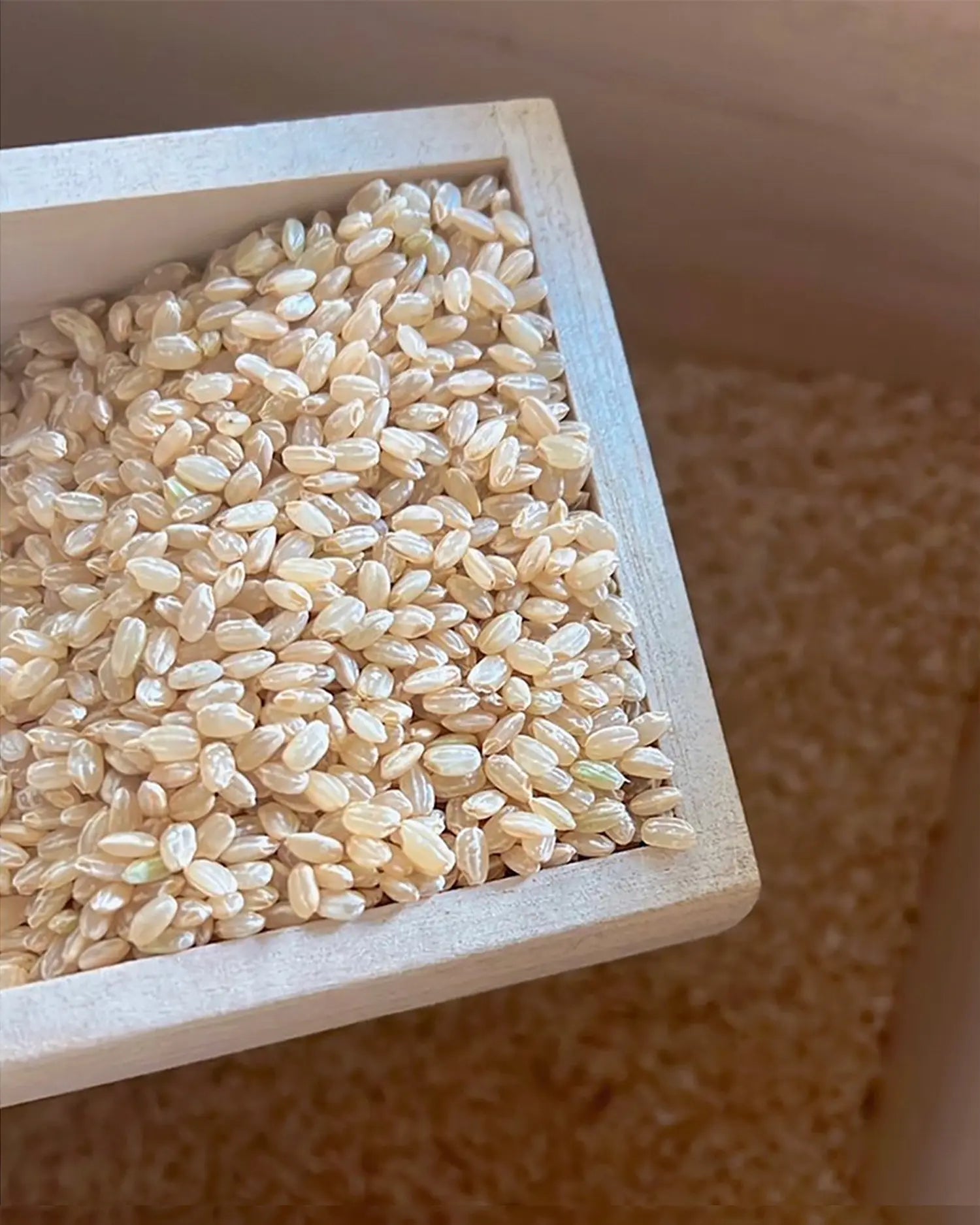 LA　令和5年産　–　ラキャルプ×Oneコラボ米（玄米）１kg　新米　CHATON
